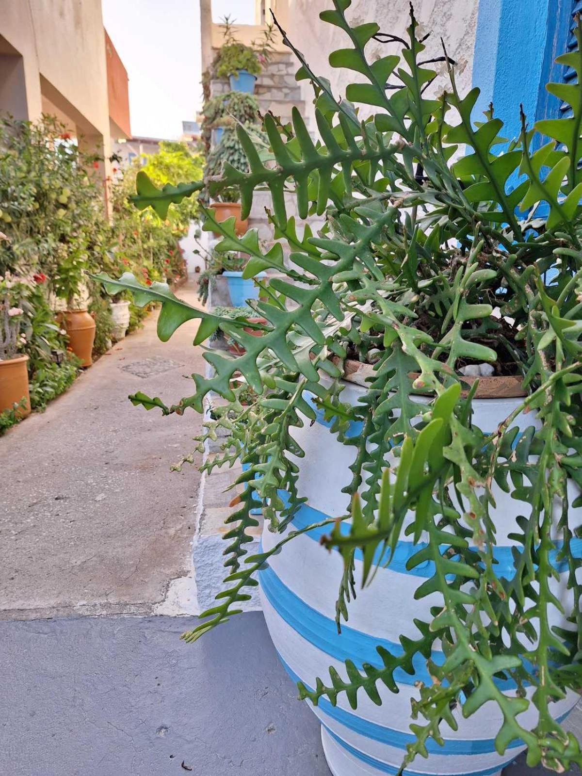 Βig Βlue Apartments Makrýgialos المظهر الخارجي الصورة